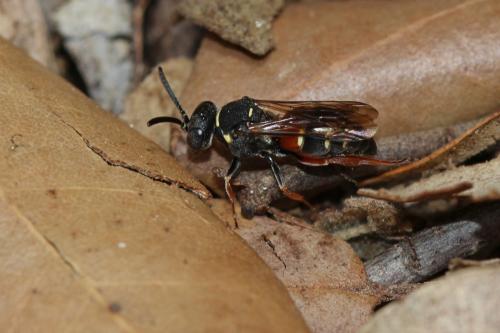 Réf. 262 842 : Nysson maculosus
